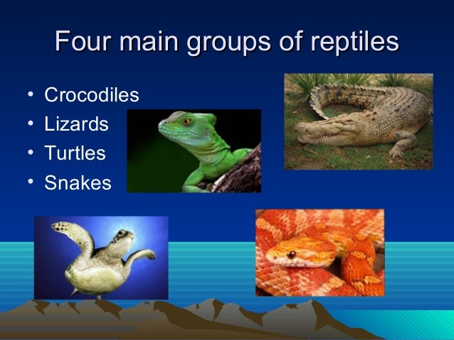 Reptiles ppt
