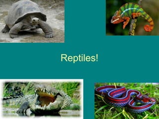 Reptiles!
 