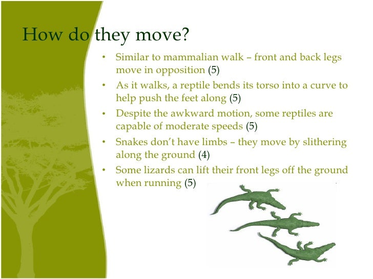 Reptiles shaleva shaleva 10 8