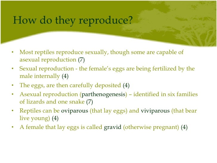 Reptiles shaleva shaleva 10 8