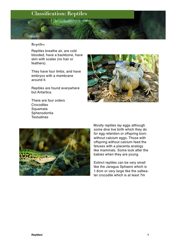 Reptiles Wiki Copy