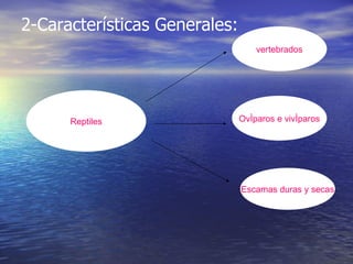 Reptiles vertebrados Ovíparos e vivíparos Escamas duras y secas 2-Características Generales: 