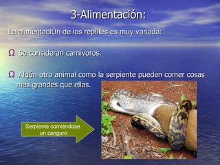 3-Alimentación: La alimentación de los reptiles es muy variada:  Se consideran carnívoros. Algún otro animal como la serpiente pueden comer cosas mas grandes que ellas.   Serpiente comiéndose  un canguro 