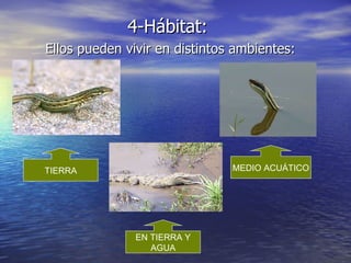 4-Hábitat:  Ellos pueden vivir en distintos ambientes: TIERRA MEDIO ACUÁTICO EN TIERRA Y AGUA 