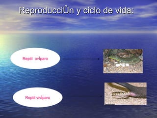 Reproducción y ciclo de vida: Reptil  ovíparo Reptil vivíparo 