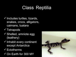 Class Reptilia | PPT