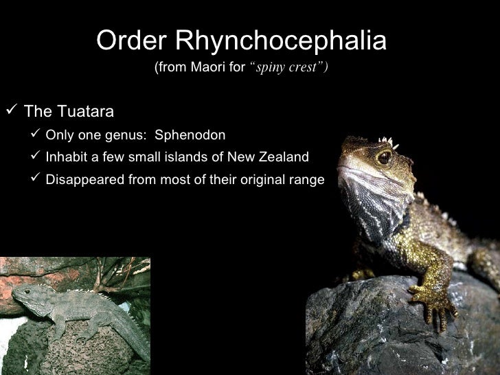 class-reptilia