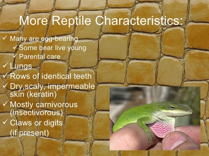 Class Reptilia