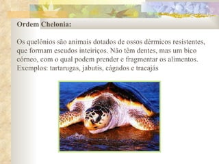 Ordem Chelonia:  Os quelônios são animais dotados de ossos dérmicos resistentes, que formam escudos inteiriços. Não têm dentes, mas um bico córneo, com o qual podem prender e fragmentar os alimentos.  Exemplos: tartarugas, jabutis, cágados e tracajás 