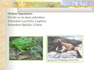Ordem Squamata:   Divide-se em duas subordens.  Subordem Lacertilia: Lagartos.  Subordem Ophidia: Cobras  
