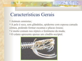 Características Gerais Animais amniotas; A pele é seca, sem glândulas, epiderme com espessa camada córnea, podendo formar escamas e placas ósseas; é muito comum nos répteis o fenômeno da muda; O crânio apresenta apenas um côndilo occiptal. 