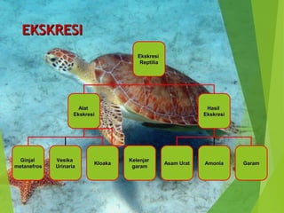 EEKKSSKKRREESSII 
EEkksskkrreessii 
RReeppttiilliiaa 
AAllaatt 
EEkksskkrreessii 
HHaassiill 
EEkksskkrreessii 
GGiinnjjaall 
mmeettaanneeffrrooss 
VVeessiikkaa 
UUrriinnaarriiaa KKllooaakkaa AAssaamm UUrraatt AAmmoonniiaa GGaarraamm KKeelleennjjaarr 
ggaarraamm 
 