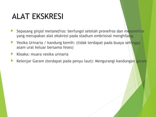 ALAT EKSKRESI 
 Sepasang ginjal metanefros: berfungsi setelah pronefros dan mesonefros 
yang merupakan alat ekskresi pada stadium embrional menghilang. 
 Vesika Urinaria / kandung kemih: (tidak terdapat pada buaya sehingga 
asam urat keluar bersama feses) 
 Kloaka: muara vesika urinaria 
 Kelenjar Garam (terdapat pada penyu laut): Mengurangi kandungan garam 
 