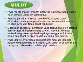 MULUT 
 Pada rongga mulut terdapat lidah yang melekat pada tulang 
lidah dengan ujung bercabang dua. 
 Reptilia pemakan insekta memiliki lidah yang dapat 
dijulurkan, sedangkan pada buaya dan kura-kura lidahnya 
relative kecil dan tidak dapat dijulurkan. 
 Lidah ular berbentuk pembuluh yang terbungkus oleh selaput 
dan terletak di bagian rahang bawah. Memiliki kelenjar 
mukoid yang sekretnya berfungsi agar rongga mulut tetap 
basah dan dapat dengan mudah menelan mangsanya. 
 Pada ular Kelenjar labia bermodifikasi menjadi kelenjar 
poison yang bermuara di kantung yang terletak di daerah gigi 
taring dan dikeluarkan melalui gigi tersebut. 
 