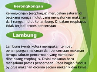 kerongkongan 
Kerongkongan (esophagus) merupakan saluran di 
belakang rongga mulut yang menyalurkan makanan 
dari rongga mulut ke lambung. Di dalam esophagus 
tidak terjadi proses pencernaan 
Lambung 
Lambung (ventrikulus) merupakan tempat 
penampungan makanan dan pencernaan makanan 
berupa saluran pencernaan yang membesar 
dibelakang esophagus. Disini makanan baru 
mengalami proses pencernaan. Pada bagian fundus 
pylorus makanan dicerna secara mekanik dan kimia. 
 