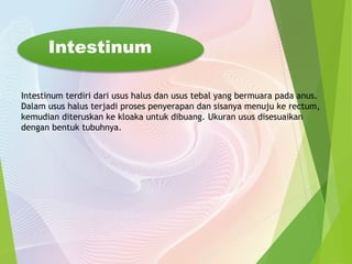 Intestinum 
Intestinum terdiri dari usus halus dan usus tebal yang bermuara pada anus. 
Dalam usus halus terjadi proses penyerapan dan sisanya menuju ke rectum, 
kemudian diteruskan ke kloaka untuk dibuang. Ukuran usus disesuaikan 
dengan bentuk tubuhnya. 
 