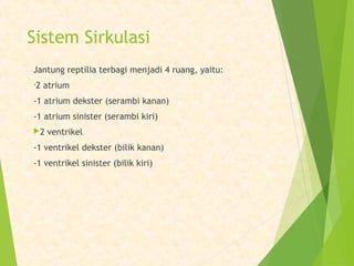 Sistem Sirkulasi 
Jantung reptilia terbagi menjadi 4 ruang, yaitu: 
•2 atrium 
-1 atrium dekster (serambi kanan) 
-1 atrium sinister (serambi kiri) 
2 ventrikel 
-1 ventrikel dekster (bilik kanan) 
-1 ventrikel sinister (bilik kiri) 
 