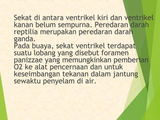 Sekat di antara ventrikel kiri dan ventrikel 
kanan belum sempurna. Peredaran darah 
reptilia merupakan peredaran darah 
ganda. 
Pada buaya, sekat ventrikel terdapat 
suatu lobang yang disebut foramen 
panizzae yang memungkinkan pemberian 
O2 ke alat pencernaan dan untuk 
keseimbangan tekanan dalam jantung 
sewaktu penyelam di air. 
 