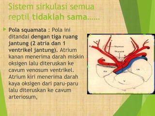 Sistem sirkulasi semua 
reptil tidaklah sama…… 
 Pola squamata : Pola ini 
ditandai dengan tiga ruang 
jantung (2 atria dan 1 
ventrikel jantung). Atrium 
kanan menerima darah miskin 
oksigen lalu diteruskan ke 
cavum venosum ventrikel. 
Atrium kiri menerima darah 
kaya oksigen dari paru-paru 
lalu diteruskan ke cavum 
arteriosum, 
 