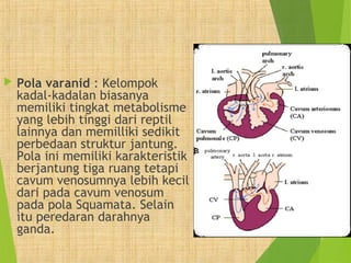  Pola varanid : Kelompok 
kadal-kadalan biasanya 
memiliki tingkat metabolisme 
yang lebih tinggi dari reptil 
lainnya dan memilliki sedikit 
perbedaan struktur jantung. 
Pola ini memiliki karakteristik 
berjantung tiga ruang tetapi 
cavum venosumnya lebih kecil 
dari pada cavum venosum 
pada pola Squamata. Selain 
itu peredaran darahnya 
ganda. 
 