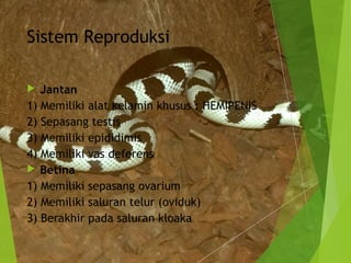 Sistem Reproduksi 
 Jantan 
1) Memiliki alat kelamin khusus : HEMIPENIS 
2) Sepasang testis 
3) Memiliki epididimis 
4) Memiliki vas deferens 
 Betina 
1) Memiliki sepasang ovarium 
2) Memiliki saluran telur (oviduk) 
3) Berakhir pada saluran kloaka 
 