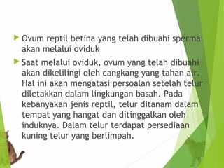 Ovum reptil betina yang telah dibuahi sperma 
akan melalui oviduk 
 Saat melalui oviduk, ovum yang telah dibuahi 
akan dikelilingi oleh cangkang yang tahan air. 
Hal ini akan mengatasi persoalan setelah telur 
diletakkan dalam lingkungan basah. Pada 
kebanyakan jenis reptil, telur ditanam dalam 
tempat yang hangat dan ditinggalkan oleh 
induknya. Dalam telur terdapat persediaan 
kuning telur yang berlimpah. 
 