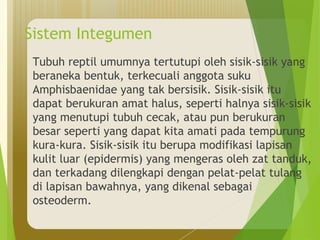 Sistem Integumen 
Tubuh reptil umumnya tertutupi oleh sisik-sisik yang 
beraneka bentuk, terkecuali anggota suku 
Amphisbaenidae yang tak bersisik. Sisik-sisik itu 
dapat berukuran amat halus, seperti halnya sisik-sisik 
yang menutupi tubuh cecak, atau pun berukuran 
besar seperti yang dapat kita amati pada tempurung 
kura-kura. Sisik-sisik itu berupa modifikasi lapisan 
kulit luar (epidermis) yang mengeras oleh zat tanduk, 
dan terkadang dilengkapi dengan pelat-pelat tulang 
di lapisan bawahnya, yang dikenal sebagai 
osteoderm. 
 