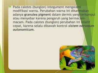  Pada calotes (bunglon) integument mengalami 
modifikasi warna. Perubahan warna ini dikarenakan 
adanya granulea pigment dalam dermis yang terkumpul 
atau menyebar karena pengaruh yang bermacam-macam. 
Pada calotes (bunglon) perubahan ini relatif 
cepat, karena selalu dibawah kontrol sistem nervosum 
outonomicum. 
 