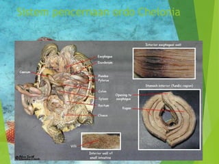 Sistem pencernaan ordo Chelonia 
 