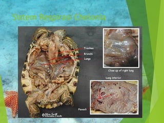 Sistem Respirasi Chelonia 
 