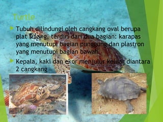 Turtle 
 Tubuh dilindungi oleh cangkang oval berupa 
plat tulang, terdiri dari dua bagian: karapas 
yang menutupi bagian punggung dan plastron 
yang menutupi bagian bawah 
 Kepala, kaki dan ekor menjulur keluar diantara 
2 cangkang 
 