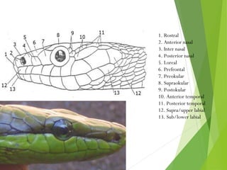1. Rostral 
2. Anterior nasal 
3. Inter nasal 
4. Posterior nasal 
5. Loreal 
6. Prefrontal 
7. Preokular 
8. Supraokular 
9. Postokular 
10. Anterior temporal 
11. Posterior temporal 
12. Supra/upper labial 
13. Sub/lower labial 
 