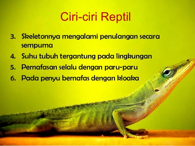 Kelas Reptilia