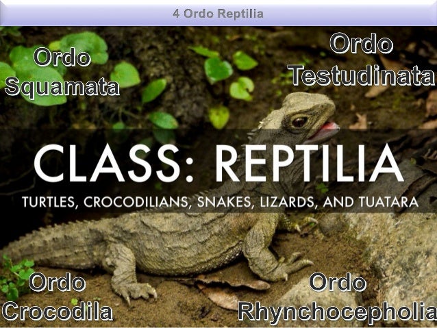 Kelas Reptilia 638 Cb Kelas Reptilia 638 Cb