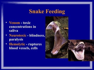 Reptilia | PPT