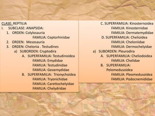 CLASE: REPTILIA
I. SUBCLASE: ANAPSIDA:
1. ORDEN: Colylosauria
FAMILIA: Ceptorhinidae
2. ORDEN: Mesosauria
3. ORDEN: Chelonia . Testudines
a) SUBORDEN: Cryptodira
A. SUPERFAMILIA: Testudinoidea
FAMILIA: Emydidae
FAMILIA: Testudinidae
FAMILIA: Geoemydidae
B. SUPERFAMILIA: Trionychoidea
FAMILIA: Tryonichidae
FAMILIA: Carettochelyidae
FAMILIA: Chelydridae
C. SUPERFAMILIA: Kinosternoidea
FAMILIA: Kinosternidae
FAMILIA: Dermatemydidae
D. SUPERFAMILIA: Chelioidea
FAMILIA: Cheloniidae
FAMILIA: Dermochelyidae
a) SUBORDEN: Pleurodira
A. SUPERFAMILIA: Cheliodoidea
FAMILIA: Chelidae
B. SUPERFAMILIA:
Pelomedusoidea
FAMILIA: Pleomedusoidea
FAMILIA: Podocnemididae
 