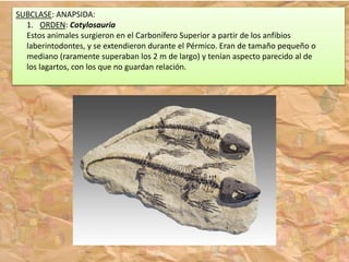 SUBCLASE: ANAPSIDA:
1. ORDEN: Cotylosauria
Estos animales surgieron en el Carbonífero Superior a partir de los anfibios
laberintodontes, y se extendieron durante el Pérmico. Eran de tamaño pequeño o
mediano (raramente superaban los 2 m de largo) y tenían aspecto parecido al de
los lagartos, con los que no guardan relación.
 