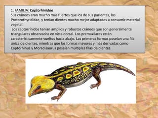 1. FAMILIA: Captorhinidae
Sus cráneos eran mucho más fuertes que los de sus parientes, los
Protorothyrididae, y tenían dientes mucho mejor adaptados a consumir material
vegetal.
Los captorrínidos tenían amplios y robustos cráneos que son generalmente
triangulares observados en vista dorsal. Los premaxilares están
característicamente vueltos hacia abajo. Las primeras formas poseían una fila
única de dientes, mientras que las formas mayores y más derivadas como
Captorhinus y Moradisaurus poseían múltiples filas de dientes.
 