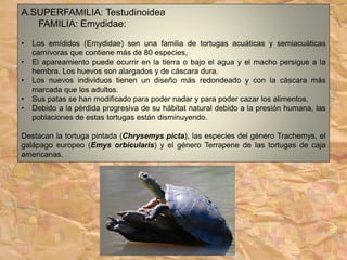 A.SUPERFAMILIA: Testudinoidea
FAMILIA: Emydidae:
• Los emídidos (Emydidae) son una familia de tortugas acuáticas y semiacuáticas
carnívoras que contiene más de 80 especies,
• El apareamiento puede ocurrir en la tierra o bajo el agua y el macho persigue a la
hembra. Los huevos son alargados y de cáscara dura.
• Los nuevos individuos tienen un diseño más redondeado y con la cáscara más
marcada que los adultos.
• Sus patas se han modificado para poder nadar y para poder cazar los alimentos.
• Debido a la pérdida progresiva de su hábitat natural debido a la presión humana, las
poblaciones de estas tortugas están disminuyendo.
Destacan la tortuga pintada (Chrysemys picta), las especies del género Trachemys, el
galápago europeo (Emys orbicularis) y el género Terrapene de las tortugas de caja
americanas.
 