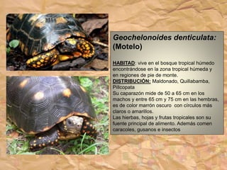 Geochelonoides denticulata:
(Motelo)
HABITAD: vive en el bosque tropical húmedo
encontrándose en la zona tropical húmeda y
en regiones de pie de monte.
DISTRIBUCIÓN: Maldonado, Quillabamba,
Pillcopata
Su caparazón mide de 50 a 65 cm en los
machos y entre 65 cm y 75 cm en las hembras,
es de color marrón oscuro con círculos más
claros o amarillos.
Las hierbas, hojas y frutas tropicales son su
fuente principal de alimento. Además comen
caracoles, gusanos e insectos
 