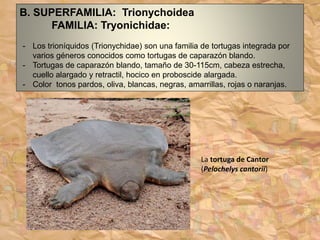 B. SUPERFAMILIA: Trionychoidea
FAMILIA: Tryonichidae:
- Los trioníquidos (Trionychidae) son una familia de tortugas integrada por
varios géneros conocidos como tortugas de caparazón blando.
- Tortugas de caparazón blando, tamaño de 30-115cm, cabeza estrecha,
cuello alargado y retractil, hocico en proboscide alargada.
- Color tonos pardos, oliva, blancas, negras, amarrillas, rojas o naranjas.
La tortuga de Cantor
(Pelochelys cantorii)
 