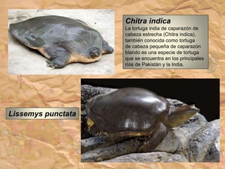 Chitra indica
La tortuga india de caparazón de
cabeza estrecha (Chitra indica),
también conocida como tortuga
de cabeza pequeña de caparazón
blando es una especie de tortuga
que se encuentra en los principales
ríos de Pakistán y la India.
Lissemys punctata
 