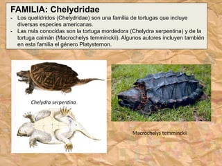 FAMILIA: Chelydridae
- Los quelídridos (Chelydridae) son una familia de tortugas que incluye
diversas especies americanas.
- Las más conocidas son la tortuga mordedora (Chelydra serpentina) y de la
tortuga caimán (Macrochelys temminckii). Algunos autores incluyen también
en esta familia el género Platysternon.
Chelydra serpentina
Macrochelys temminckii
 