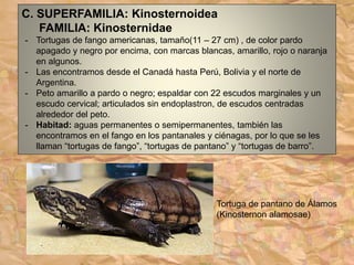 C. SUPERFAMILIA: Kinosternoidea
FAMILIA: Kinosternidae
- Tortugas de fango americanas, tamaño(11 – 27 cm) , de color pardo
apagado y negro por encima, con marcas blancas, amarillo, rojo o naranja
en algunos.
- Las encontramos desde el Canadá hasta Perú, Bolivia y el norte de
Argentina.
- Peto amarillo a pardo o negro; espaldar con 22 escudos marginales y un
escudo cervical; articulados sin endoplastron, de escudos centradas
alrededor del peto.
- Habitad: aguas permanentes o semipermanentes, también las
encontramos en el fango en los pantanales y ciénagas, por lo que se les
llaman “tortugas de fango”, “tortugas de pantano” y “tortugas de barro”.
Tortuga de pantano de Álamos
(Kinosternon alamosae)
 