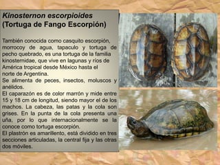 Kinosternon escorpioides
(Tortuga de Fango Escorpión)
También conocida como casquito escorpión,
morrocoy de agua, tapaculo y tortuga de
pecho quebrado, es una tortuga de la familia
kinosternidae, que vive en lagunas y ríos de
América tropical desde México hasta el
norte de Argentina.
Se alimenta de peces, insectos, moluscos y
anélidos.
El caparazón es de color marrón y mide entre
15 y 18 cm de longitud, siendo mayor el de los
machos. La cabeza, las patas y la cola son
grises. En la punta de la cola presenta una
uña, por lo que internacionalmente se la
conoce como tortuga escorpión.
El plastrón es amarillento, está dividido en tres
secciones articuladas, la central fija y las otras
dos móviles.
 