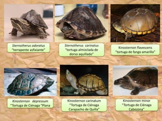 Sternotherus odoratus
“terrapente asfixiante”
Sternotherus carinatus
“tortuga almizclada de
dorso aquillado”
Kinosternon flavescens
“tortuga de fango amarillo”
Kinosternon minor
“Tortuga de Ciénaga
Cabezona”
Kinosternon carinatum
“Tortuga de Ciénaga
Carapacho de Quilla”
Kinosternon depressum
“Tortuga de Ciénaga “Plana
 