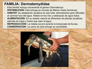 FAMILIA: Dermatemydidae
- Esta familia incluye únicamente el genero Dermatemys
- DISTRIBUCION: Esta tortuga es oriunda de México hasta Honduras.
- HABITAT: Su adaptación acuática es casi total, demostrando gran dificultad
al caminar fura del agua. Habita en los ríos y estanques de agua dulce.
- ALIMENTACION: En su estado natural se alimentan de plantas acuáticas
además de hojas y frutos que caen al agua.
- REPRODUCCION: La nidada ocurre durante la temporada de lluvias.
- CONSERVACION: La carne de esta tortuga es comestible.
 