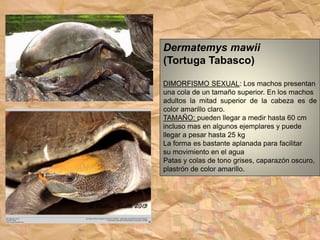 Dermatemys mawii
(Tortuga Tabasco)
DIMORFISMO SEXUAL: Los machos presentan
una cola de un tamaño superior. En los machos
adultos la mitad superior de la cabeza es de
color amarillo claro.
TAMAÑO: pueden llegar a medir hasta 60 cm
incluso mas en algunos ejemplares y puede
llegar a pesar hasta 25 kg
La forma es bastante aplanada para facilitar
su movimiento en el agua
Patas y colas de tono grises, caparazón oscuro,
plastrón de color amarillo.
 