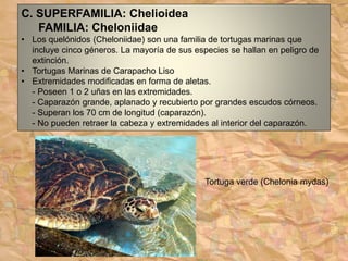 C. SUPERFAMILIA: Chelioidea
FAMILIA: Cheloniidae
• Los quelónidos (Cheloniidae) son una familia de tortugas marinas que
incluye cinco géneros. La mayoría de sus especies se hallan en peligro de
extinción.
• Tortugas Marinas de Carapacho Liso
• Extremidades modificadas en forma de aletas.
- Poseen 1 o 2 uñas en las extremidades.
- Caparazón grande, aplanado y recubierto por grandes escudos córneos.
- Superan los 70 cm de longitud (caparazón).
- No pueden retraer la cabeza y extremidades al interior del caparazón.
Tortuga verde (Chelonia mydas)
 