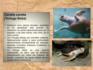 Caretta caretta
(Tortuga Boba)
 Destacan cinco placas dorsales, aquilladas
en los ejemplares más jóvenes. Su
coloración es pardo-rojiza-anaranjada por el
espaldar, y de color crema, más claro, por la
zona ventral.
 Las Tortugas Bobas son animales solitarios.
Habitualmente nadan a poca profundidad,
alimentándose principalmente de medusas,
esponjas, tunicados, moluscos, crustáceos, y
otros invertebrados.
 La Tortuga Boba es una especie
cosmopolita, es decir, que se distribuye
prácticamente por todos los océanos del
mundo, ocupando las aguas cálidas de una
amplia banda intertropical.
 